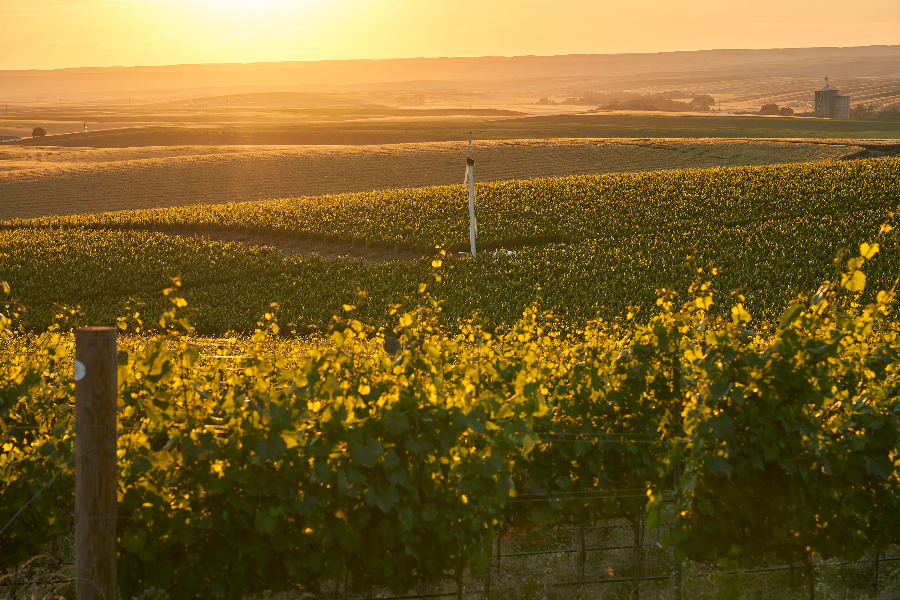 Skysill Vineyard where Jett get's their grapes to Make Skyskill Vineyard Cabernet Sauvignon