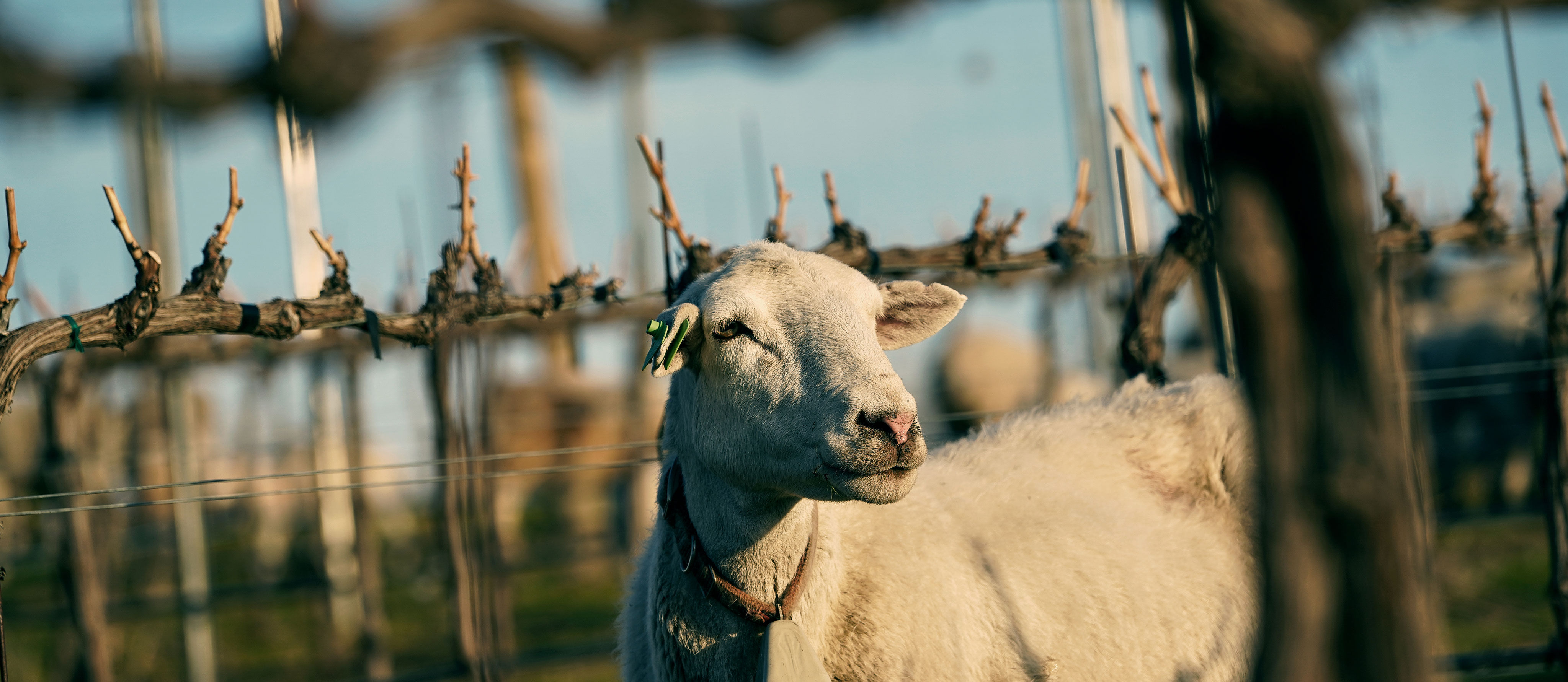 A sheep in the Skysill Vineyard